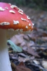 Image for Fly Agaric Mushroom on the Forest Floor
