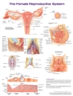 Image for The Female Reproductive System Anatomical Chart