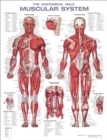 Image for The Anatomical Male Muscular System Anatomical Chart
