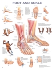 Image for Foot and Ankle Anatomical Chart