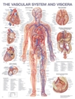 Image for The Vascular System and Viscera Anatomical Chart