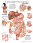 Image for The Digestive System Anatomical Chart
