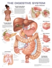 Image for The Digestive System Anatomical Chart