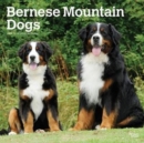 Image for Bernese Mountain Dogs 2019 Square Wall Calendar