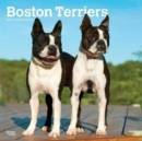 Image for Boston Terriers 2019 Square Wall Calendar