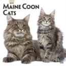 Image for Maine Coon Cats 2019 Square Wall Calendar