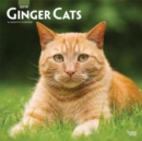 Image for Ginger Cats 2019 Square Wall Calendar