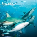 Image for Sharks 2019 Square Wall Calendar