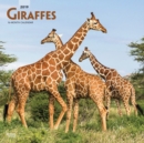 Image for Giraffes 2019 Square Wall Calendar