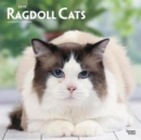 Image for Ragdoll Cats 2019 Square Wall Calendar