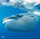 Image for Whales 2019 Square Wall Calendar