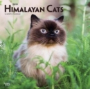 Image for Himalayan Cats 2019 Square Wall Calendar