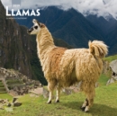 Image for Llamas 2019 Square Wall Calendar