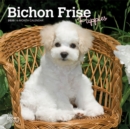 Image for Bichon Frise Puppies 2020 Mini Wall Calendar