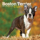Image for Boston Terrier Puppies 2020 Mini Wall Calendar