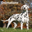 Image for Dalmatians 2020 Square Wall Calendar