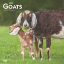 Image for Goats 2020 Square Wall Calendar