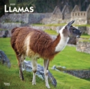 Image for Llamas 2020 Square Wall Calendar