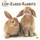 Image for Lop Eared Rabbits 2020 Square Wall Calendar
