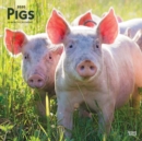 Image for Pigs 2020 Square Wall Calendar
