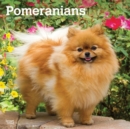 Image for Pomeranians 2020 Square Wall Calendar