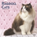 Image for Ragdoll Cats 2020 Square Wall Calendar