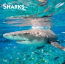 Image for Sharks 2020 Square Wall Calendar