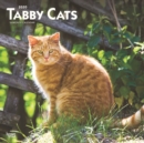 Image for Tabby Cats 2020 Square Wall Calendar