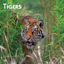 Image for Tigers 2020 Square Wall Calendar