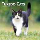 Image for Tuxedo Cats 2020 Square Wall Calendar