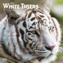 Image for White Tigers 2020 Square Wall Calendar