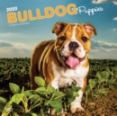 Image for Bulldog Puppies 2020 Square Wall Calendar