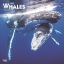 Image for Whales 2020 Square Wall Calendar