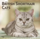 Image for British Shorthair Cats 2020 Square Wall Calendar