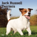 Image for Jack Russell Terriers Intl 2020 Square Wall Calendar
