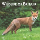 Image for Wildlife of Britain 2020 Square Wall Calendar