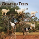 Image for Goats In Trees 2021 Square Calendar