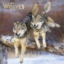 Image for Wolves 2021 Square Foil Calendar