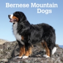 Image for Bernese Mountain Dogs 2021 Square Calendar