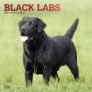 Image for Labrador Retrievers, Black 2021 Square Foil Calendar
