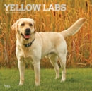 Image for Labrador Retrievers, Yellow 2021 Square Foil Calendar