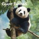 Image for Giant Pandas 2021 Square Calendar