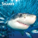 Image for Sharks 2021 Square Calendar