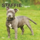 Image for Staffordshire Bull Terrier Puppies 2021 Square Btuk Calendar