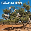 Image for GOATS IN TREES 2022 SQUARE