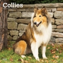 Image for COLLIES 2022 SQUARE