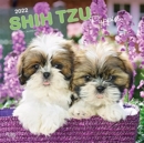 Image for SHIH TZU PUPPIES 2022 SQUARE