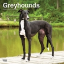 Image for GREYHOUNDS 2022 SQUARE