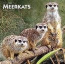 Image for MEERKATS 2022 SQUARE