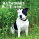 Image for STAFFORDSHIRE BULL TERRIERS 2022 SQUARE